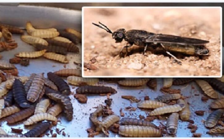 Cara Membuat Maggot Dari Dedak, Bisnis Kreatif Menjanjikan